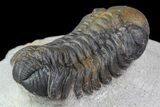 Bargain, Austerops Trilobite - Nice Eye Facets #76976-3
